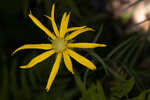 Florida false sunflower